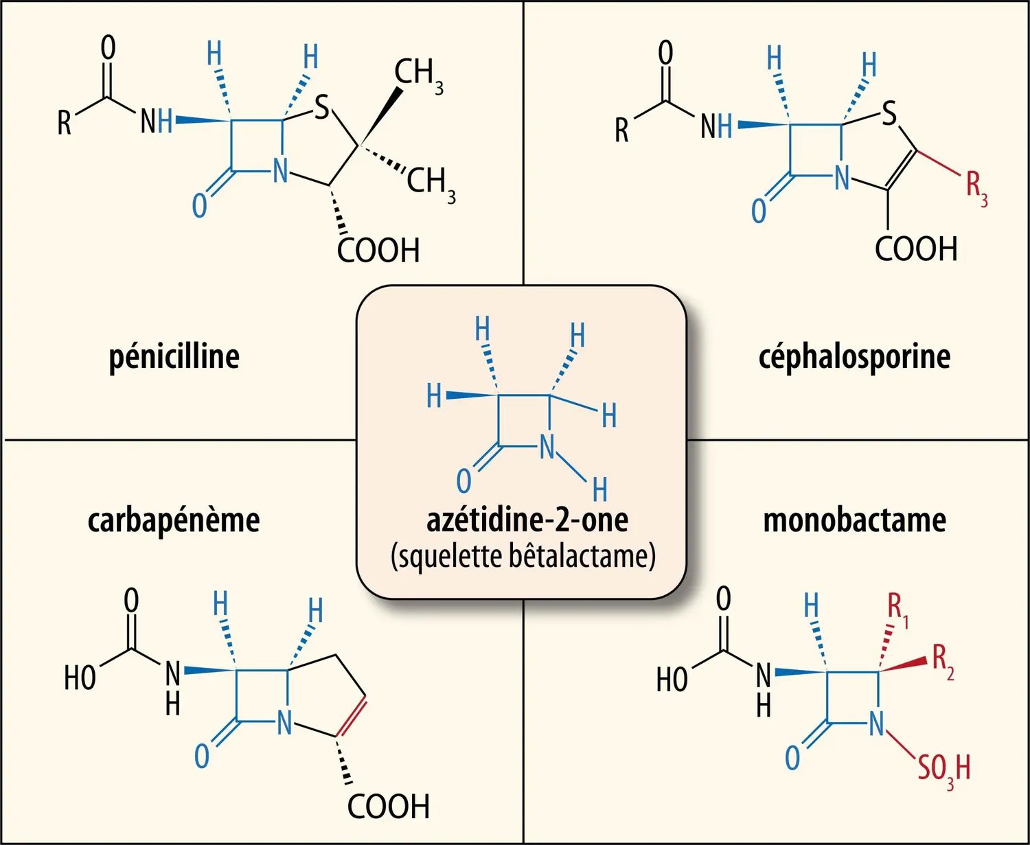 Relation structure-fonction dans la famille des bêtalactamines