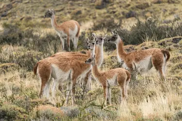 Guanacos en Patagonie chilienne - crédits : Jon G. Fuller/ VW Pics/ Universal Images Group/ Getty Images