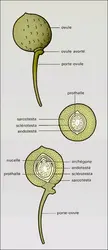 Ovules de Ginkyo biloba - crédits : Encyclopædia Universalis France