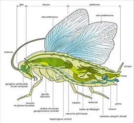 Blatte : anatomie - crédits : Encyclopædia Universalis France