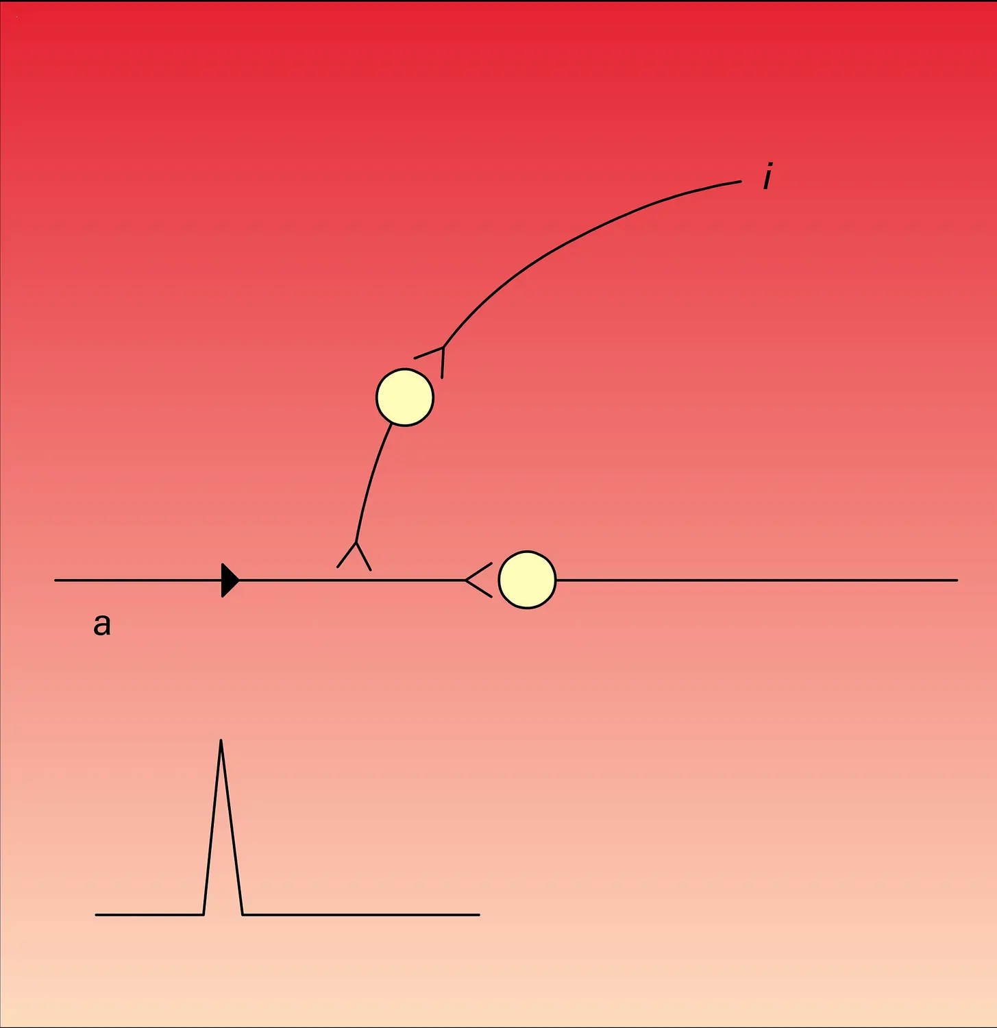 Inhibition présynaptique