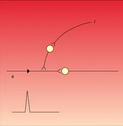 Inhibition présynaptique - crédits : Encyclopædia Universalis France