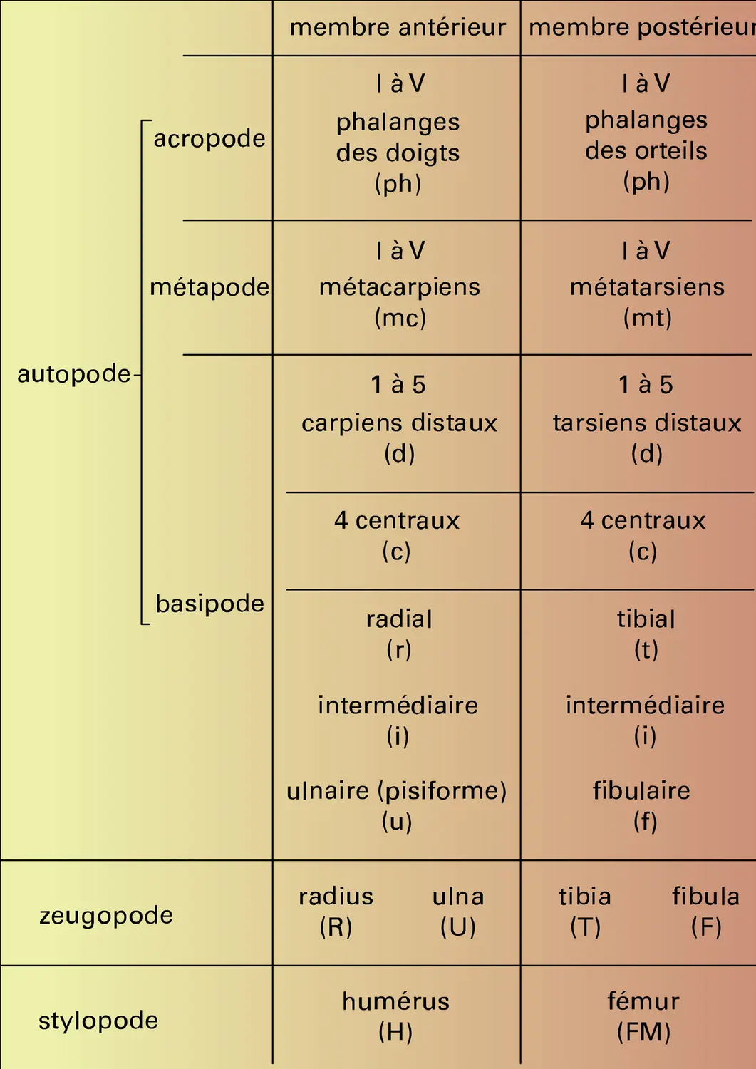 Chiridium - vue 1