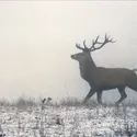 Cerf élaphe - crédits : Bernard Grilly/ The Image Bank/ Getty Images