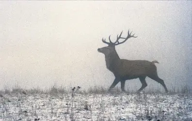 Cerf élaphe - crédits : Bernard Grilly/ The Image Bank/ Getty Images