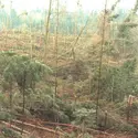 Tempêtes Lothar et Martin, décembre 1999 - crédits : Yves Forestier/ Sygma/ Getty Images