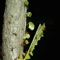 Fourmis champignonnistes - crédits : Bryan Mullennix/ The Image Bank/ Getty Images