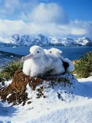 Albatros - crédits : Ben Osborne/ The Image Bank/ Getty Images