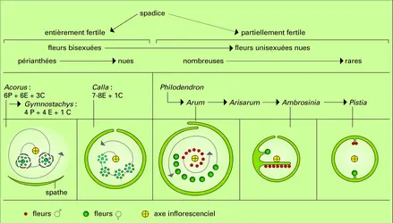 Arales : inflorescences - crédits : Encyclopædia Universalis France