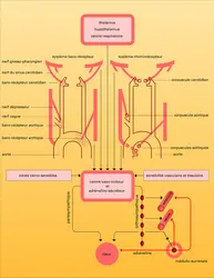 Régulateurs du tonus des centres vaso-moteurs et adrénalino-sécréteurs - crédits : Encyclopædia Universalis France