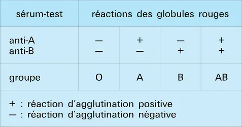 Groupes sanguins : réactions - crédits : Encyclopædia Universalis France