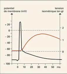 Contraction isomérique - crédits : Encyclopædia Universalis France