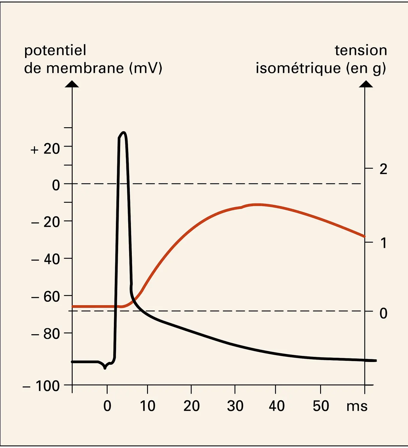 Contraction isomérique