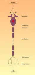 Opérations fonctionnelles - crédits : Encyclopædia Universalis France