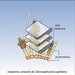 Cladome - crédits : Encyclopædia Universalis France