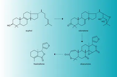 Triterpène dégradé : fraxinellone - crédits : Encyclopædia Universalis France
