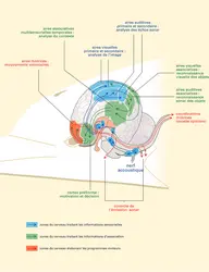 Vision et sonar chez le dauphin - crédits : Encyclopædia Universalis France