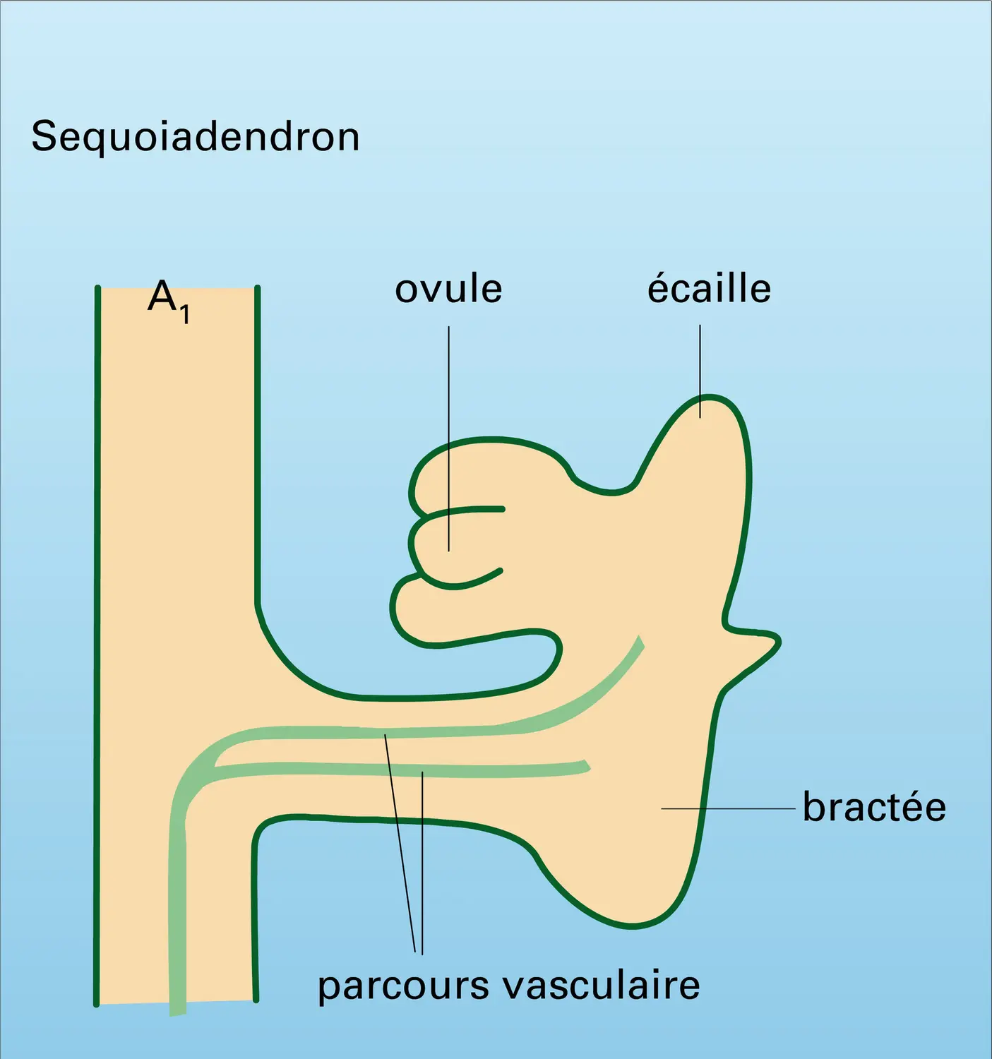 Structure du cône femelle - vue 2