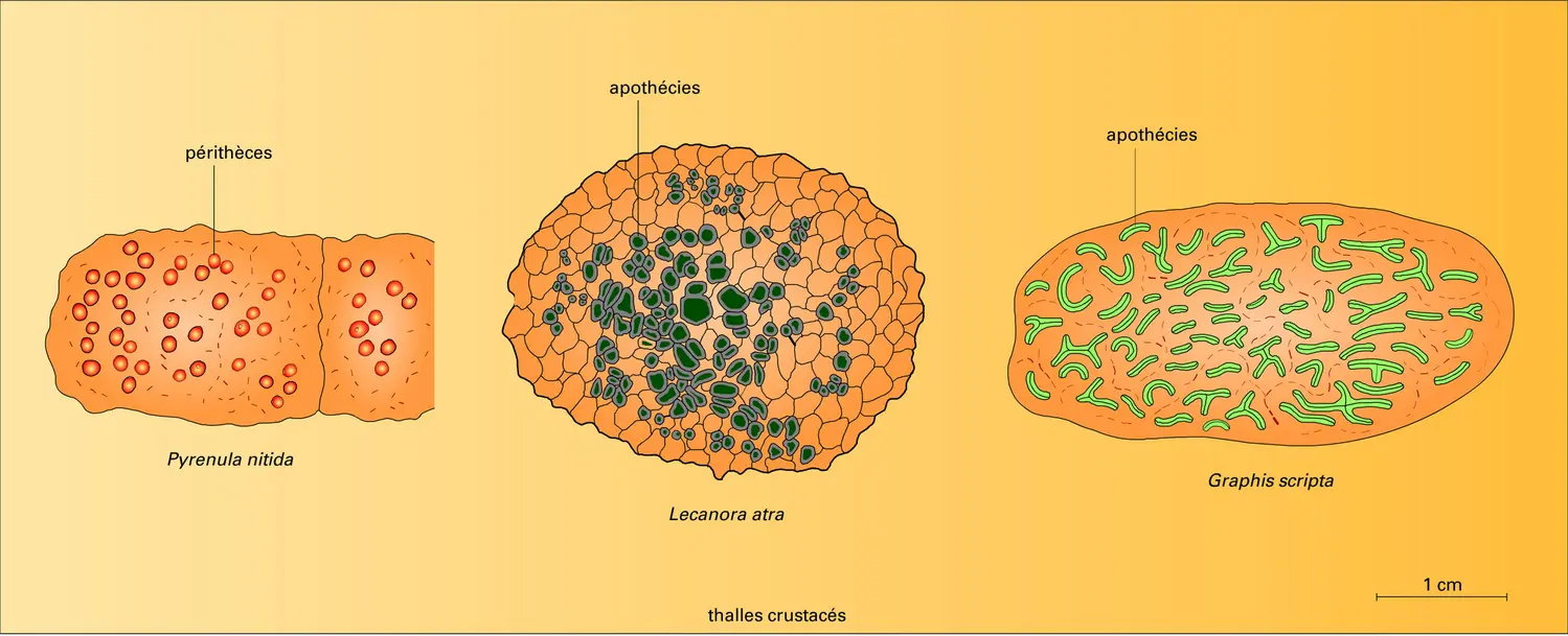 Lichens : morphologie - vue 2