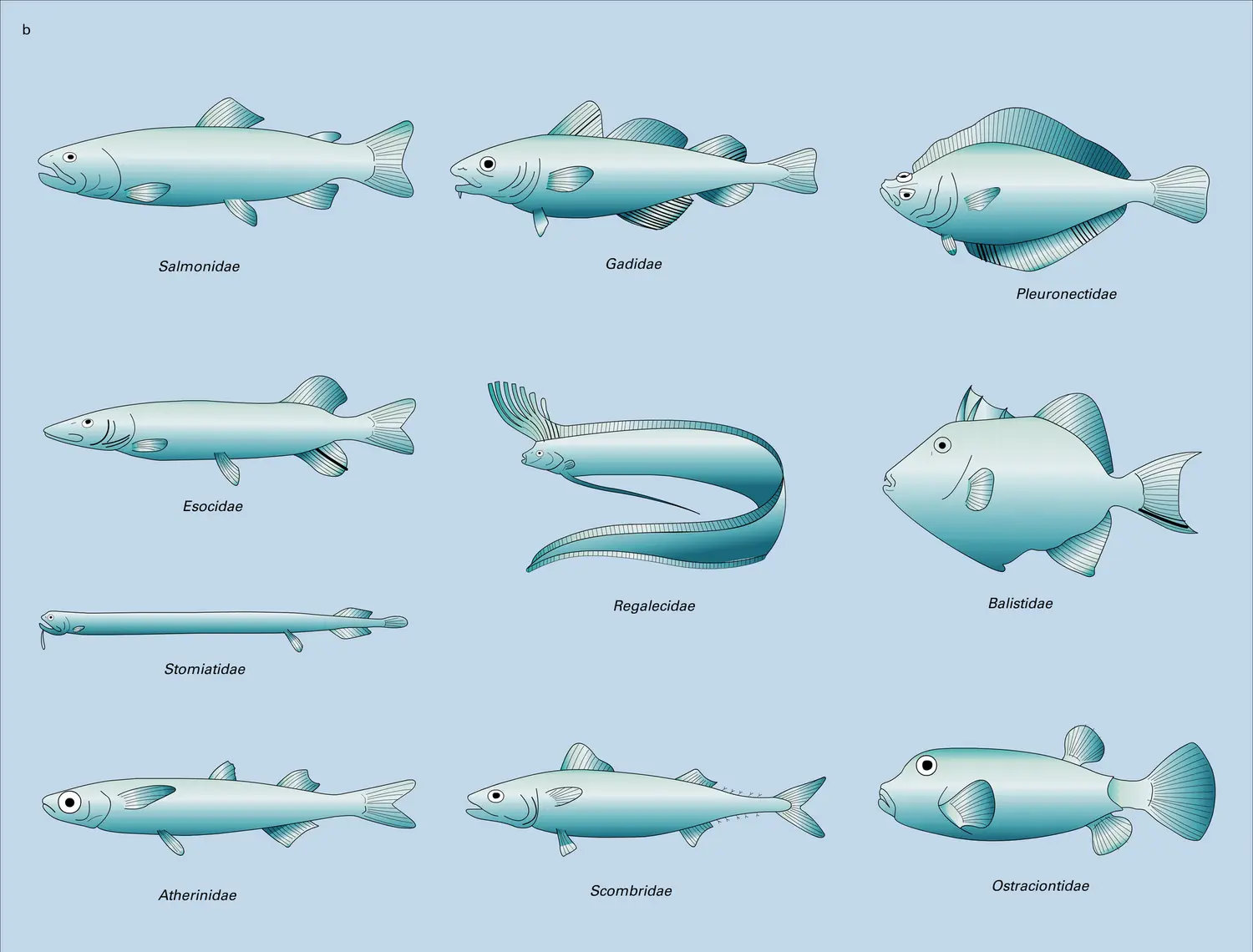 Téléostéens : diversité morphologique - vue 2