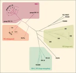 Relations de parenté entre virus humains VIH et virus simiens VIS - crédits : Encyclopædia Universalis France