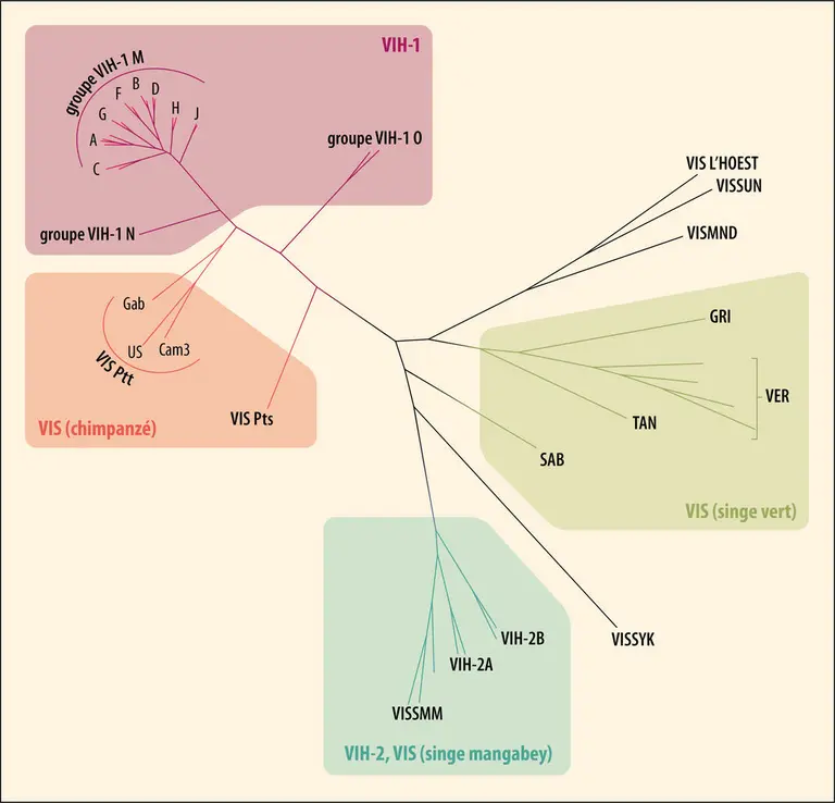 Relations de parenté entre virus humains VIH et virus simiens VIS