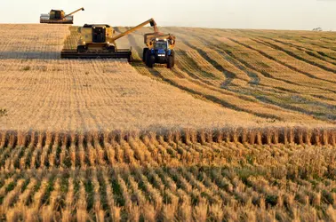 Récolte du blé à la moissonneuse-batteuse en Argentine&nbsp; - crédits : Diego Giudice/ Bloomberg/ Getty Images