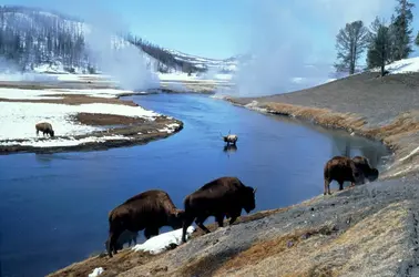 Bisons d'Amérique, Yellowstone - crédits : David Schultz/ Getty Images