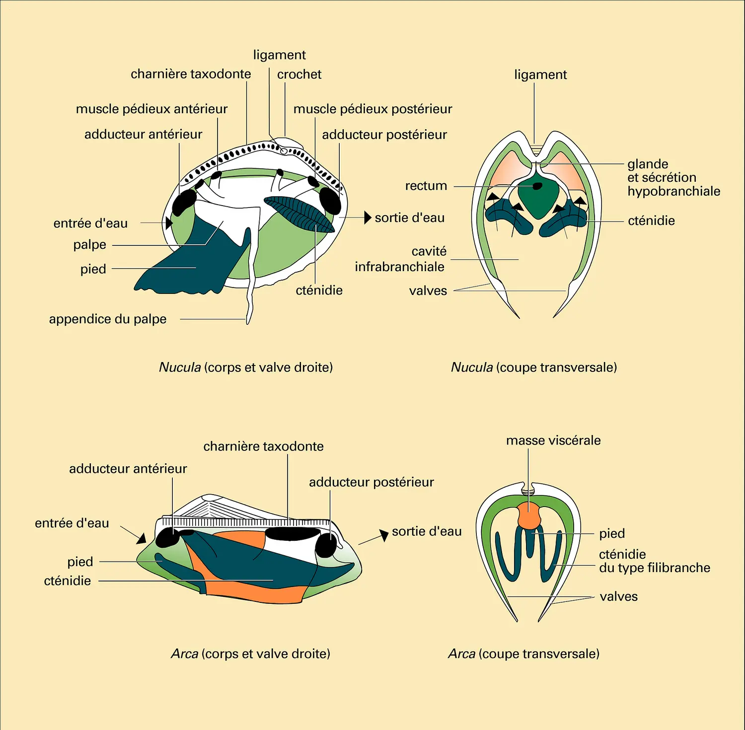 Protobranche et Filibranche