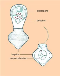 Statospore chez Pseudokephyrion - crédits : Encyclopædia Universalis France