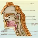 Cavité buccale - crédits : Encyclopædia Universalis France