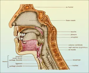 Cavité buccale - crédits : Encyclopædia Universalis France