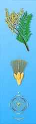Mimosoïdée : rameau fleuri d'Acacia - crédits : Encyclopædia Universalis France