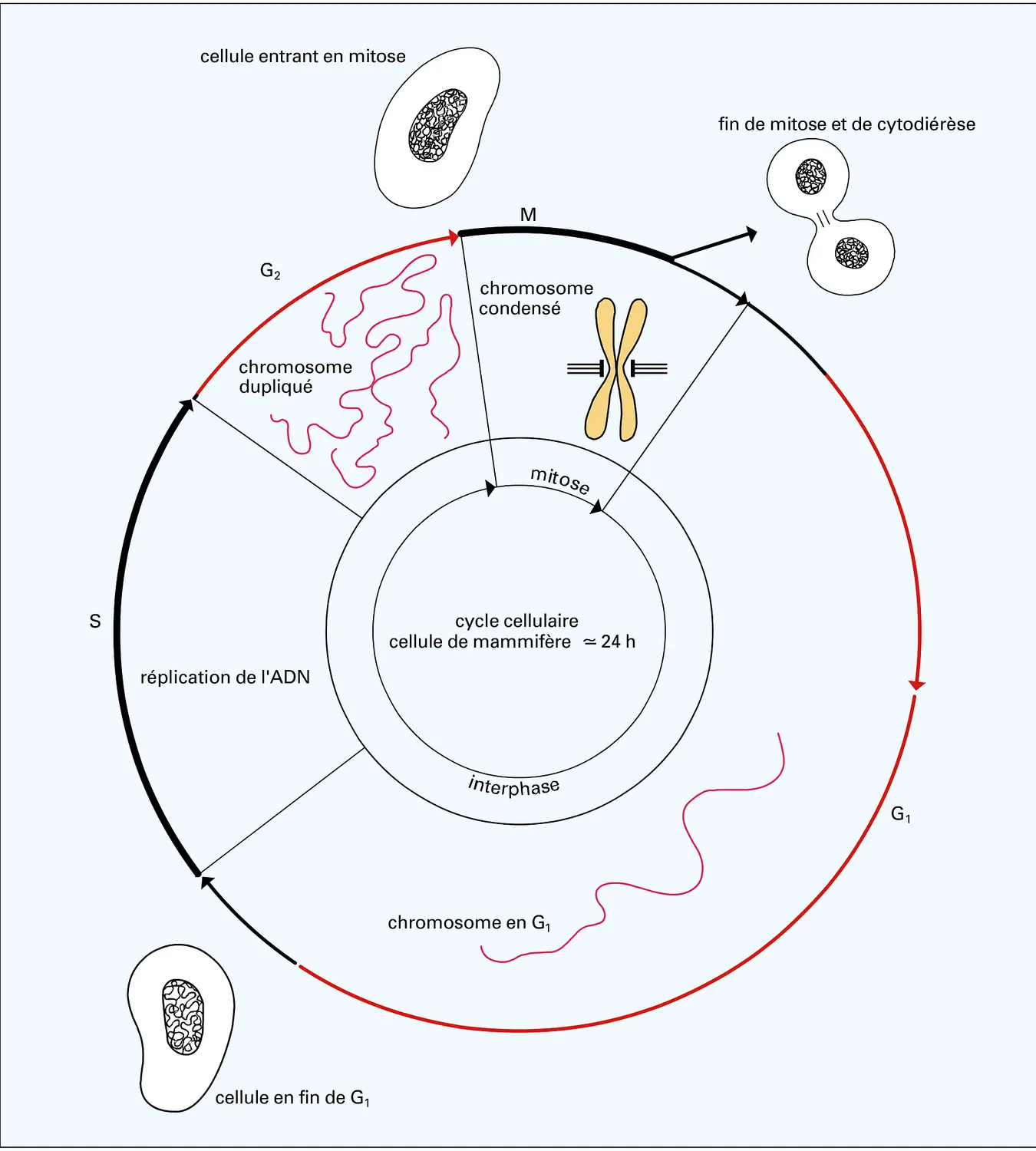 Cycle cellulaire chez les eucaryotes