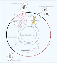 Cycle cellulaire chez les eucaryotes - crédits : Encyclopædia Universalis France