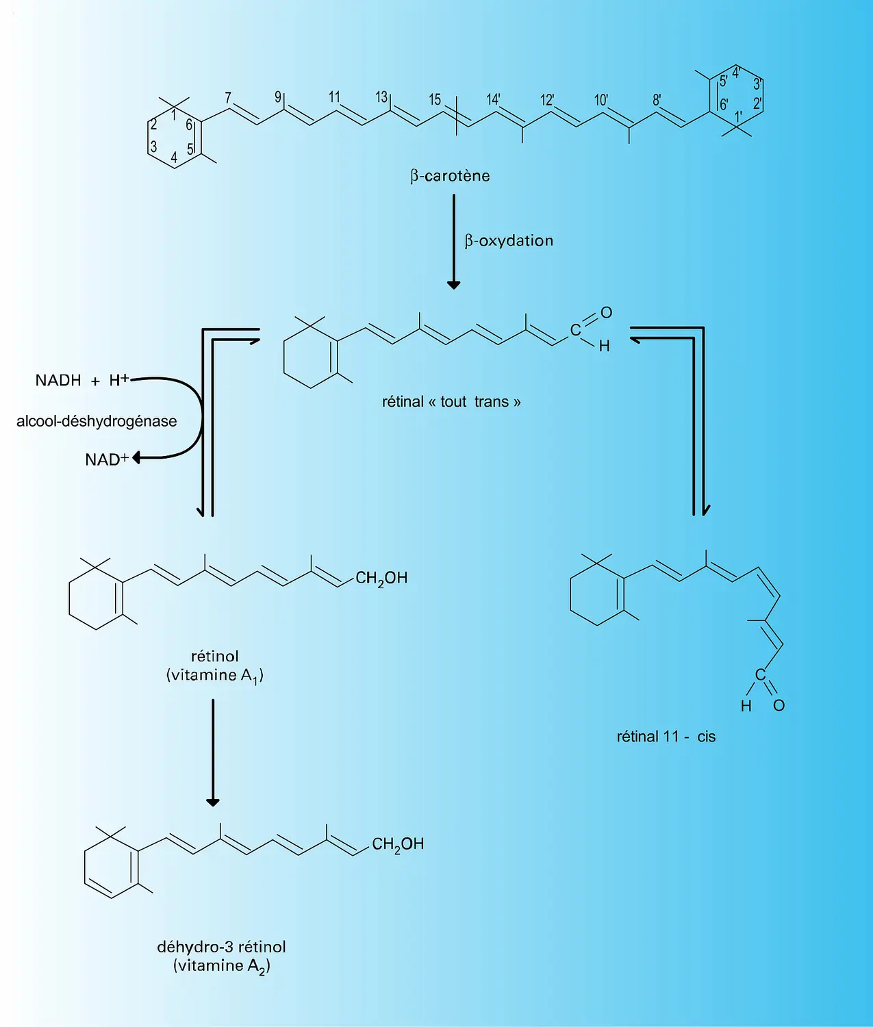 Biosynthèse des vitamines A