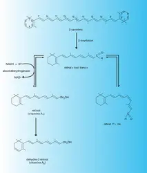 Biosynthèse des vitamines A - crédits : Encyclopædia Universalis France