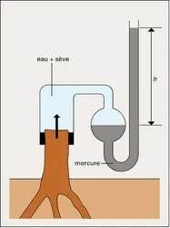 Expérience de Hales - crédits : Encyclopædia Universalis France