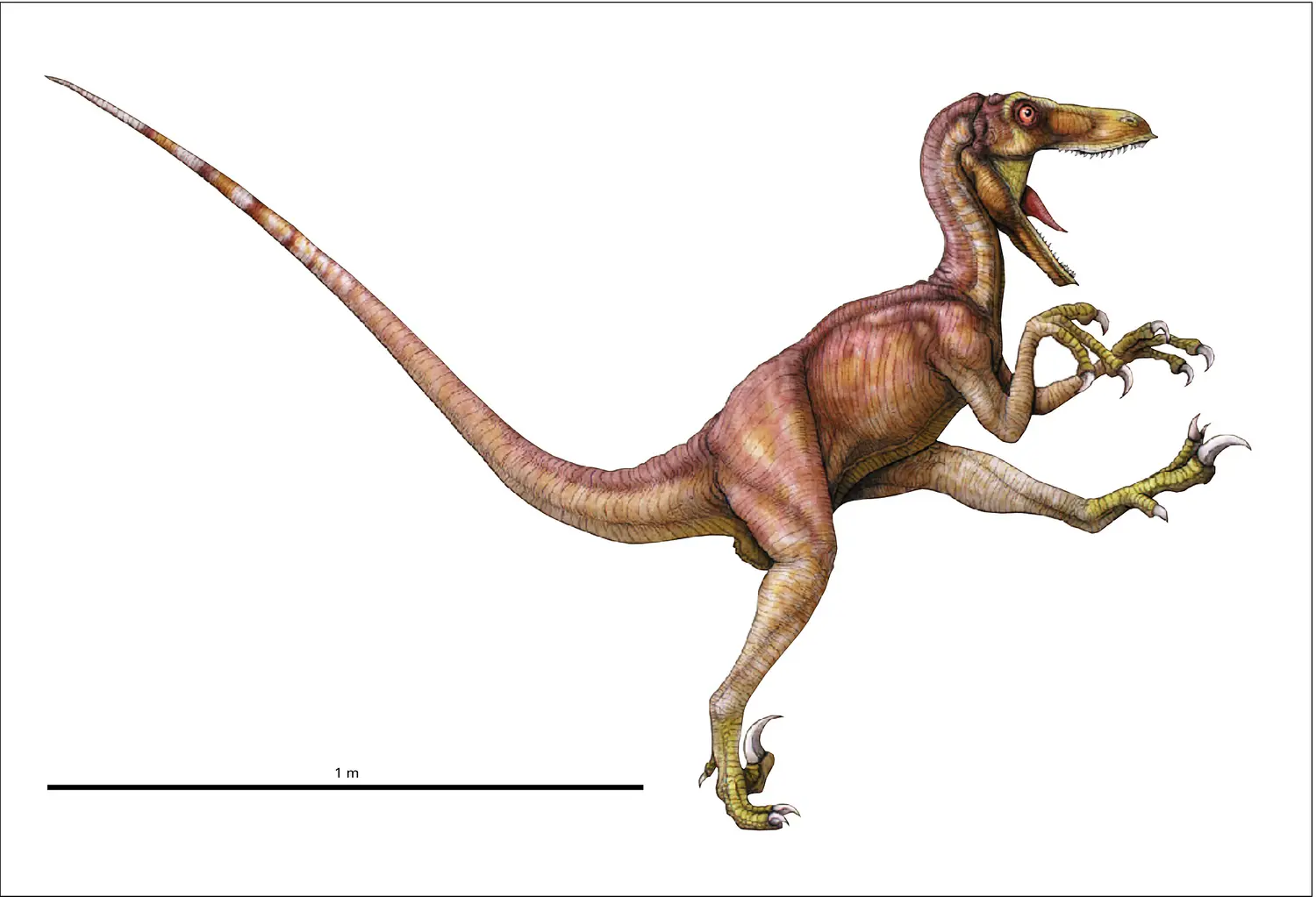 Deinonychus