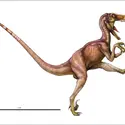 Deinonychus - crédits : Encyclopædia Universalis France