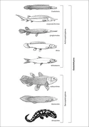 Ostéichtyens actuels - crédits : Encyclopædia Universalis France