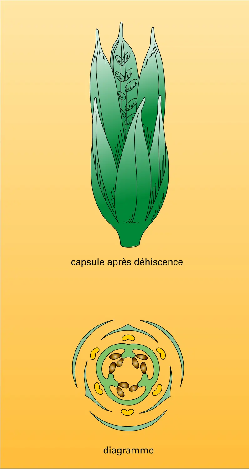 Jonc : fleur et fruit - vue 2