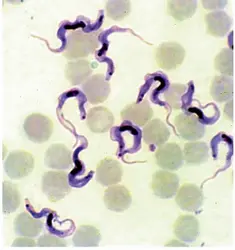 <it>Trypanosoma cruzi</it>, agent de la maladie de Chagas - crédits : F. Brenière