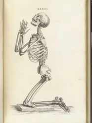 Squelette d'homme en prière - crédits : National Library of Medecine