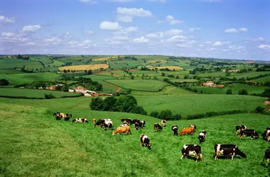 Pâturage anglais - crédits : Images Etc Ltd/ Getty Images