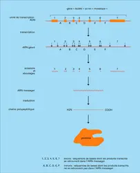 Gène éclaté d'eucaryote - crédits : Encyclopædia Universalis France