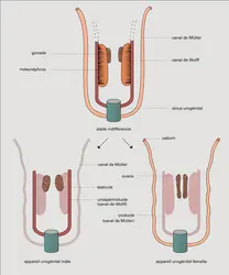 Vertébrés : organogenèse - crédits : Encyclopædia Universalis France