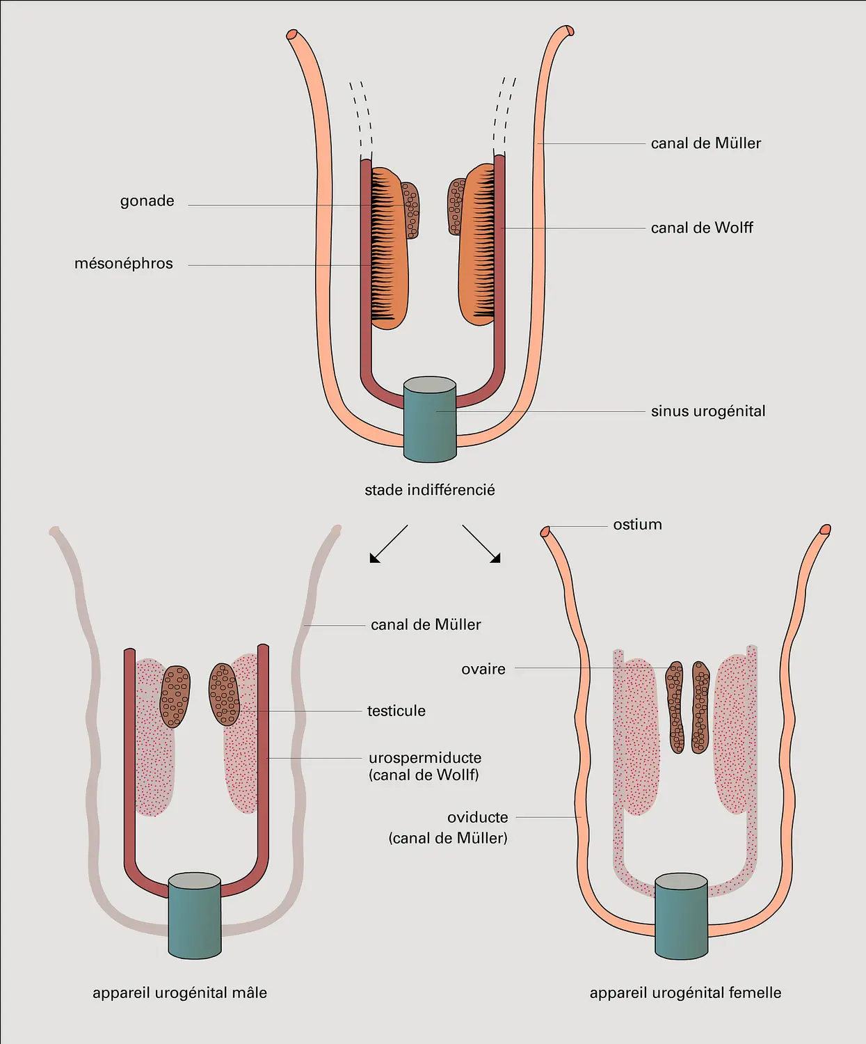 Vertébrés : organogenèse