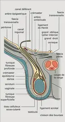 Organes sexuels masculins - crédits : Encyclopædia Universalis France