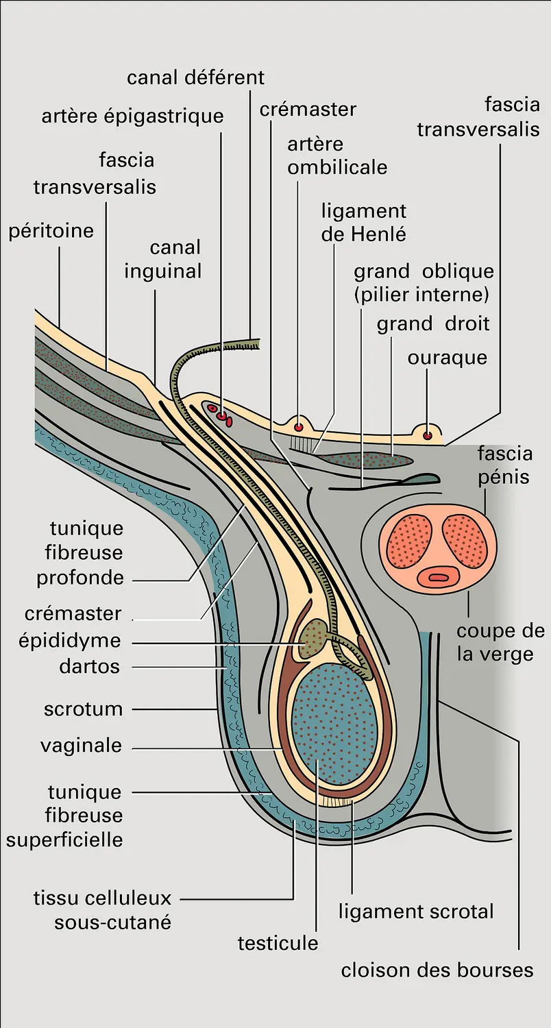 Organes sexuels masculins